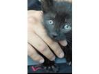 Adopt N/A a All Black Bombay / Mixed (medium coat) cat in Henderson