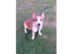 Adopt Cody a Red/Golden/Orange/Chestnut - with White Corgi / Jack Russell