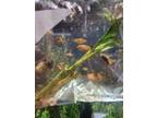 Adopt *SINCLAIRE A Fish Reptile, Amphibian, And/or Fish In Fairbanks