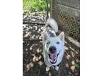 Adopt Harper a Husky / Mixed dog in Abbotsford, BC (38114554)