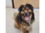 Adopt Thor a Mixed Breed (Medium) / Mixed dog in Carson City, NV (38113839)