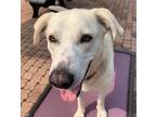 Adopt Buddy a White Retriever (Unknown Type) / Great Pyrenees / Mixed dog in
