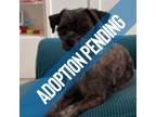 Adopt Anders a Gray/Blue/Silver/Salt & Pepper Shih Tzu / Mixed dog in Edmonton