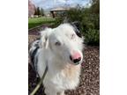 Adopt Buzz a White - with Black Australian Shepherd / Mixed dog in Elk Grove