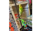 Adopt Joey a Budgie bird in Burnaby, BC (38112924)