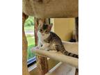 Adopt Porcini a Gray or Blue Domestic Shorthair / Domestic Shorthair / Mixed cat