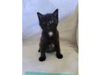 Adopt Orlando a All Black Domestic Mediumhair / Domestic Shorthair / Mixed cat