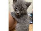Adopt Junior a Gray or Blue Domestic Shorthair (short coat) cat in Quincy