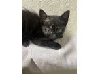 Adopt Scrat a All Black Domestic Shorthair (short coat) cat in Quincy