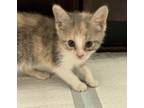 Adopt Shortie a Calico or Dilute Calico Domestic Shorthair (short coat) cat in