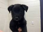 Adopt Jenga a Black Border Collie / Mixed dog in Boulder, CO (38112535)
