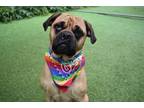 Adopt Kobe a Brown/Chocolate Pug / Boxer / Mixed dog in Lewiston, ME (38110303)