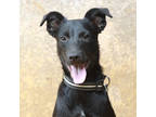 Adopt DB Cooper a Black Hound (Unknown Type) / Mixed dog in Lihue, HI (38110210)
