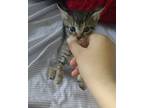 Adopt Leon a Gray, Blue or Silver Tabby Bengal / Mixed (short coat) cat in
