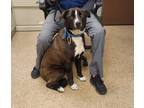 Adopt Bentley a Black Border Collie dog in Gardnerville, NV (38109378)
