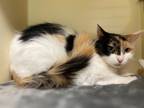 Patches~22/23-0354a, Domestic Mediumhair For Adoption In Bangor, Maine