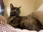 Cantaloupe~s22/23-0598a, Domestic Shorthair For Adoption In Bangor, Maine