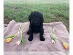 Goldendoodle PUPPY FOR SALE ADN-606195 - F2 Goldendoodle puppy