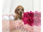 Cavalier King Charles Spaniel PUPPY FOR SALE ADN-606652 - Puppy Mia