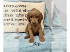 Goldendoodle (Miniature) PUPPY FOR SALE ADN-606647 - F1bb Goldendoodle Rip