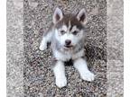 Siberian Husky PUPPY FOR SALE ADN-606835 - Siberian Husky Puppies Purebred