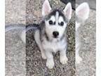 Siberian Husky PUPPY FOR SALE ADN-606837 - Siberian Husky Puppies Purebred