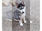 Siberian Husky PUPPY FOR SALE ADN-606839 - Siberian Husky Puppies Purebred