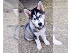 Siberian Husky PUPPY FOR SALE ADN-606842 - Siberian Husky Puppies Purebred