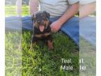 Rottweiler PUPPY FOR SALE ADN-606908 - Rottweiler litter of 7
