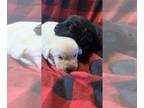 Labrador Retriever PUPPY FOR SALE ADN-606905 - AKC lab puppies