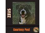 Adopt ZEUS #15 a Brindle - with White Boxer / American Pit Bull Terrier / Mixed