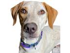 Adopt Ranchero a White Pointer / Mixed dog in Reno, NV (38124972)