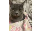 Adopt Zedd a Gray or Blue Russian Blue / Domestic Mediumhair / Mixed cat in