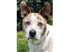 Adopt Avis a White Australian Cattle Dog / Mixed dog in Blackwood, NJ (38124083)
