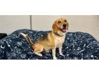 Adopt Sam a Beagle / Mixed dog in York, SC (38123925)