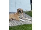 Adopt Charley a Tricolor (Tan/Brown & Black & White) Great Pyrenees / American