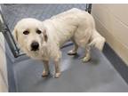 Adopt Laguna a White Great Pyrenees / Mixed dog in Silver Springs, NV (38123365)