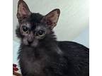 Adopt Sarafina (Lykoi~ Werewolf Cat) @Smitten Kitten Cat Cafe a All Black