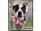 Adopt MOO MOO a Black - with White Mixed Breed (Medium) / Mixed dog in Flint