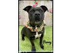 Adopt PENNY a Black - with White Mixed Breed (Medium) / Mixed dog in Flint