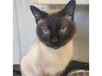 Adopt Pearl a Brown or Chocolate Siamese / Mixed cat in Melfort, SK (38121425)