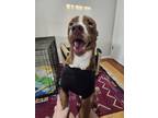 Adopt Finch a Red/Golden/Orange/Chestnut - with White American Pit Bull Terrier