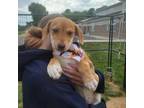 Adopt Fizzy a Brown/Chocolate Mixed Breed (Medium) / Mixed dog in Waynesboro