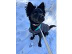 Adopt Sugo a Black Jindo / Mixed dog in Pleasanton, CA (38122075)