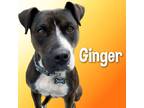 Adopt Ginger a American Pit Bull Terrier dog in Cortland, NY (38119704)