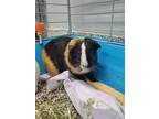 Adopt C.C. (bonded To Hilary) a Guinea Pig small animal in Barrie, ON (38121148)