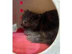 Adopt Barn Cat Garnet a Domestic Longhair / Mixed (short coat) cat in Gillette