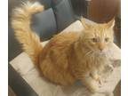 Adopt Crookshanks A Orange Or Red Tabby Domestic Mediumhair (long Coat) Cat In