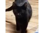 Adopt Katherine @Smitten Kitten Cat Cafe a All Black Domestic Shorthair / Mixed