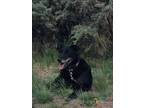 Adopt Capone a Black Labrador Retriever / Shepherd (Unknown Type) / Mixed dog in
